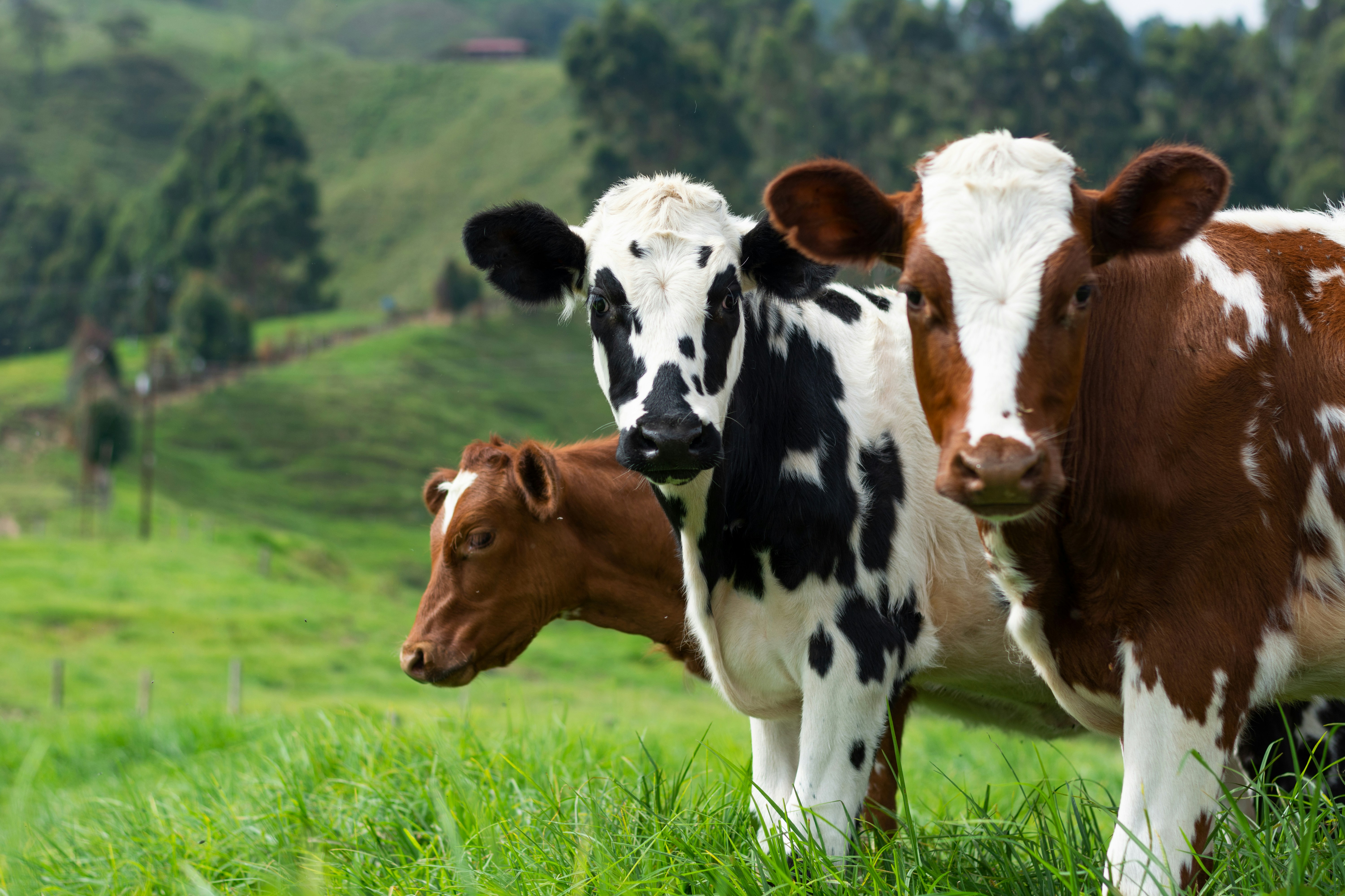 Is Food Production Getting Leaner?